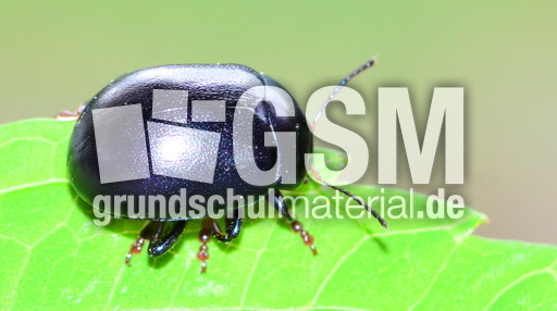 Violetter Gundermann-Blattkäfer_2.JPG